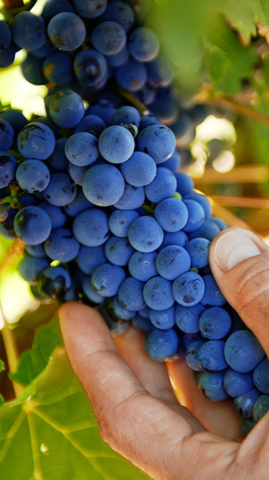 Somm Series: Sustainability in Winemaking