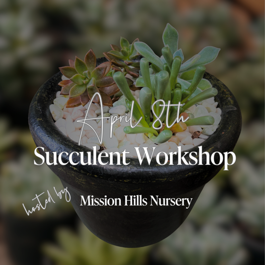 Succulent Workshop